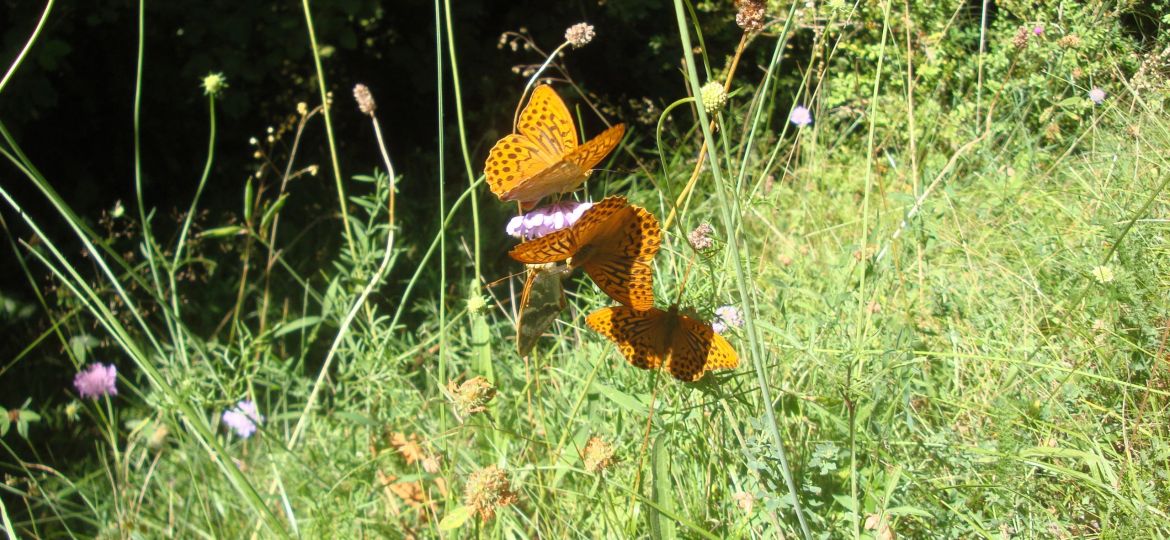 Argynnis paphia (3 mascles i una femella)