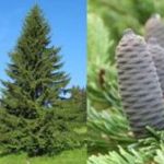 Fir tree