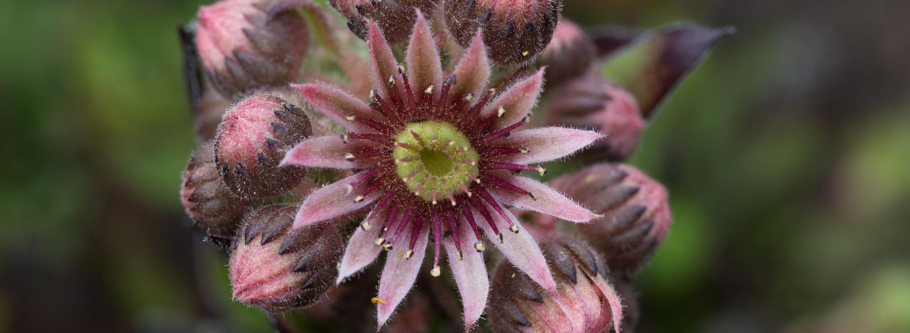 VMPC_flora_Sempervivum_Matafoc